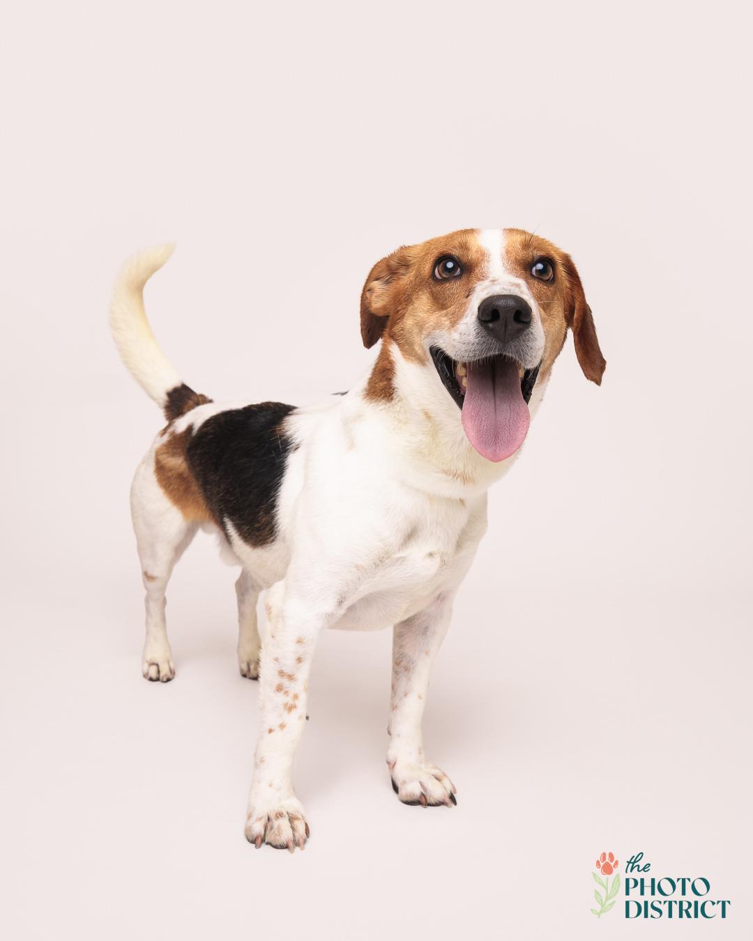 Enlarge Ferris, a Adoptable Beagle in Winnabow, NC image 5/6