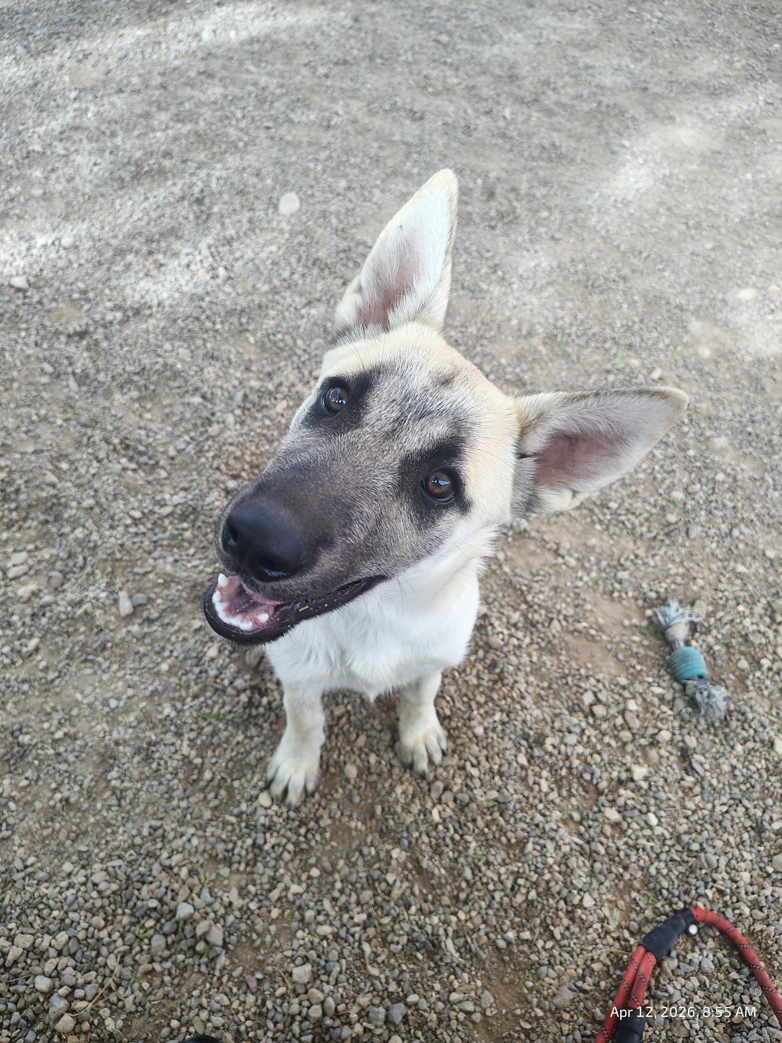 Enlarge Jodie, a ADOPTABLE German Shepherd Dog in Parker, AZ image 2/2