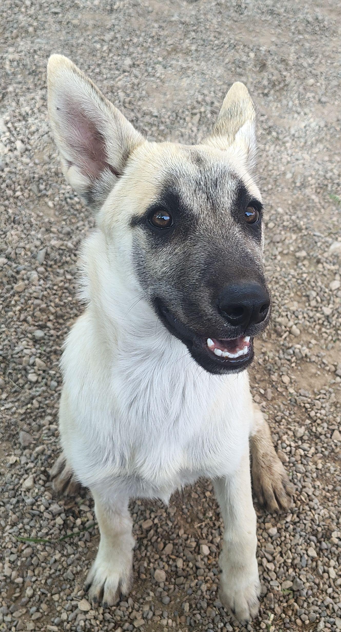 Jodie, ADOPTABLE, Young Female German Shepherd Dog.