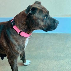 Enlarge Daisy, a Adoptable American Staffordshire Terrier in Green Valley, AZ image 3/4