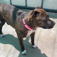 Enlarge Daisy, a Adoptable American Staffordshire Terrier in Green Valley, AZ image 4/4