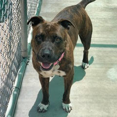 Enlarge Daisy, a Adoptable American Staffordshire Terrier in Green Valley, AZ image 2/4
