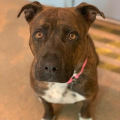 Enlarge Daisy, a Adoptable American Staffordshire Terrier in Green Valley, AZ image 1/4