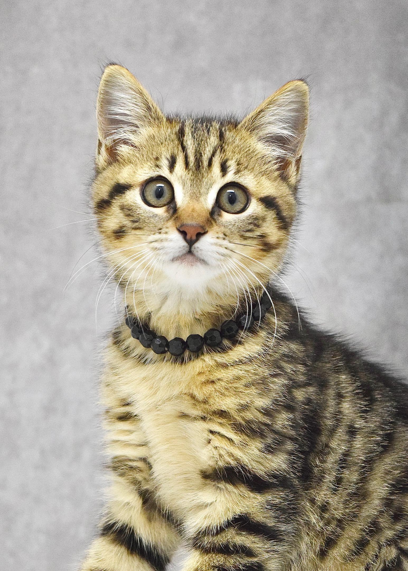 May, an adopted Domestic Short Hair in Dublin, CA image 4/4