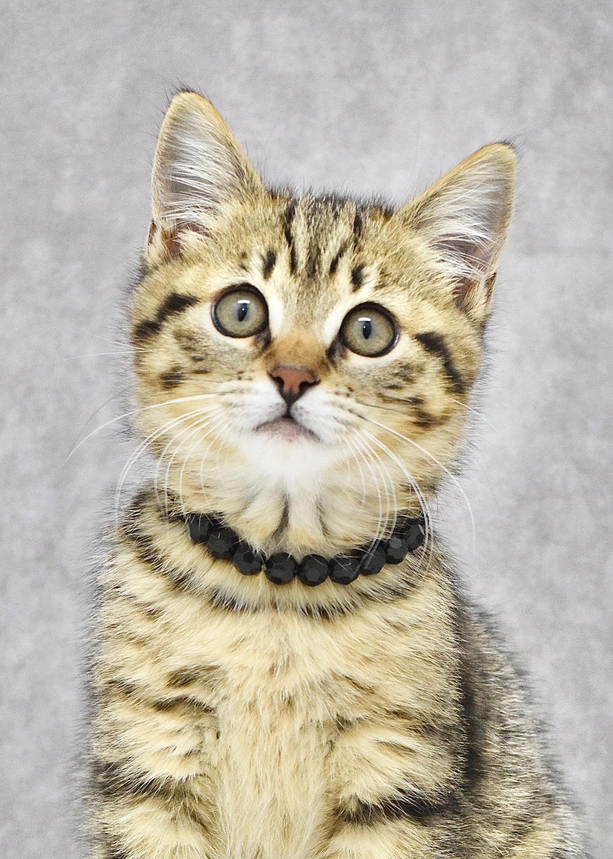 May, an adopted Domestic Short Hair in Dublin, CA image 1/4