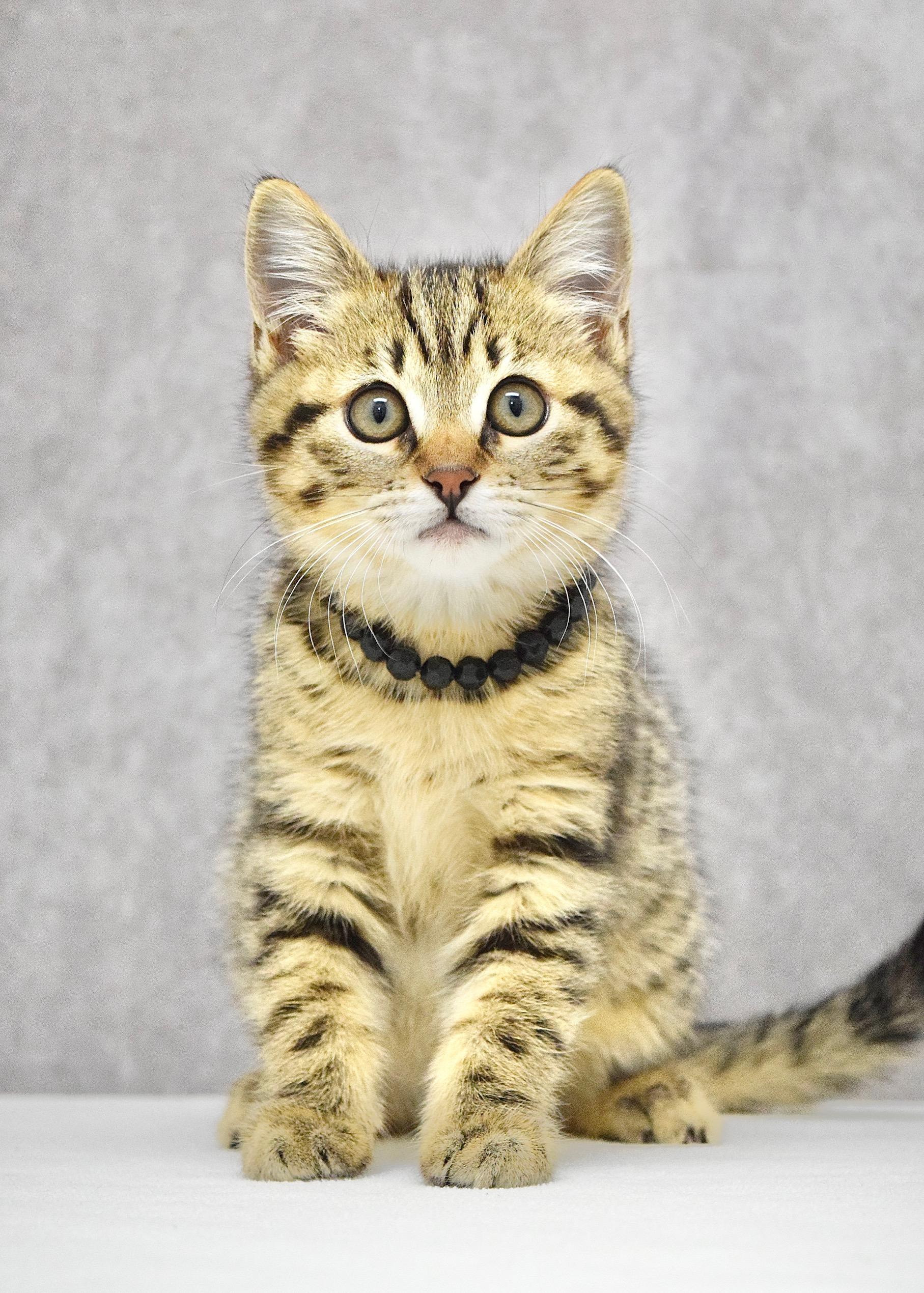 May, an adopted Domestic Short Hair in Dublin, CA image 2/4