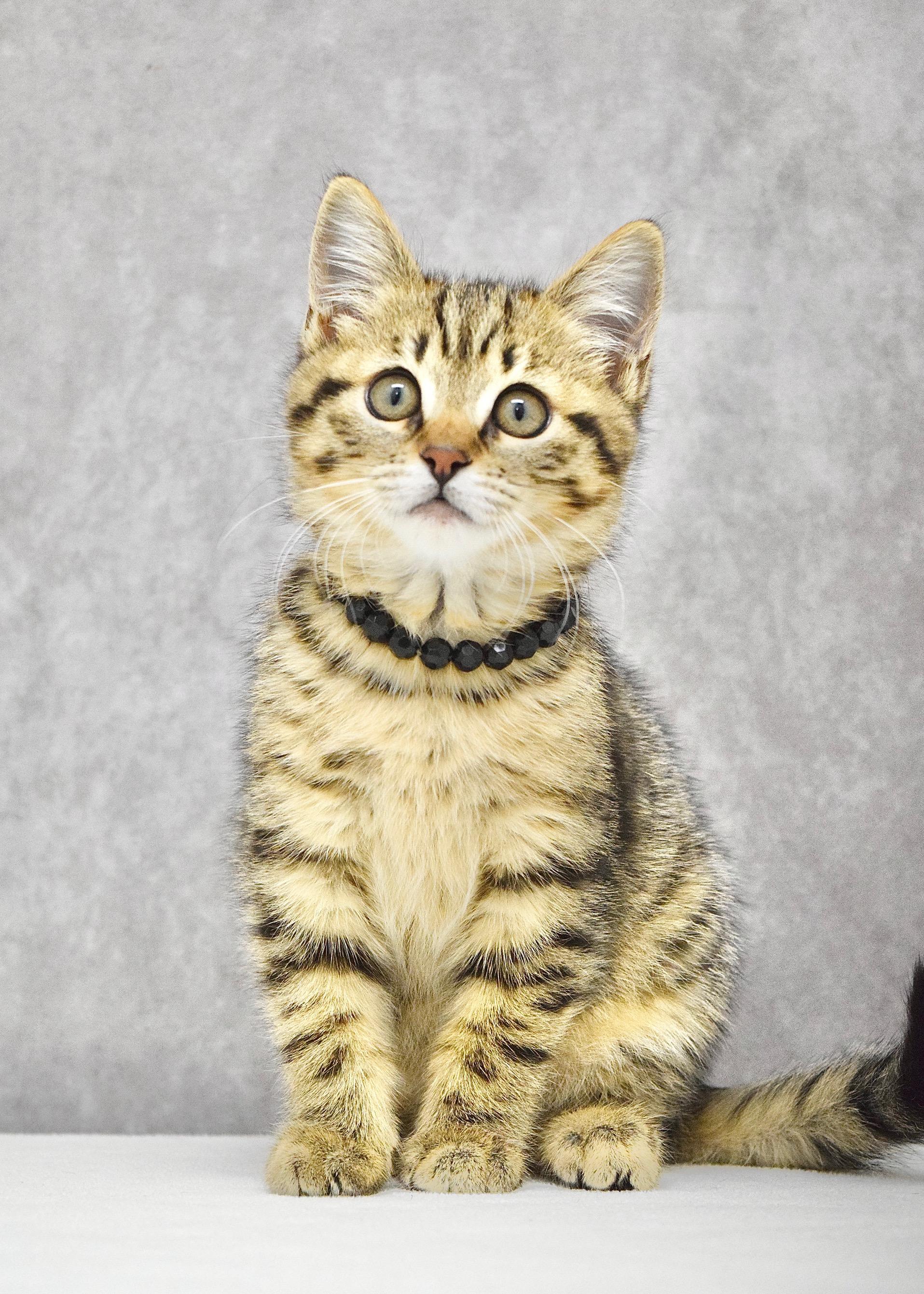 May, an adopted Domestic Short Hair in Dublin, CA image 3/4