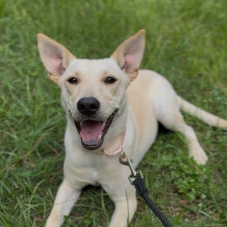 Dog for adoption - Penny, a Yellow Labrador Retriever Mix in Big Sky ...