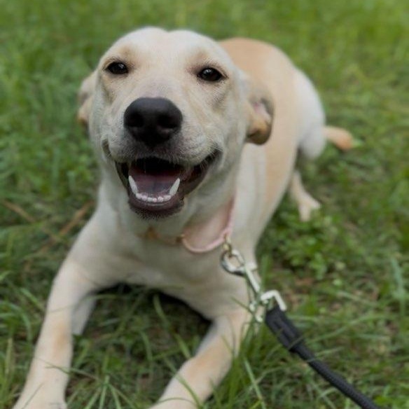 Dog for adoption - Penny, a Yellow Labrador Retriever Mix in Big Sky ...