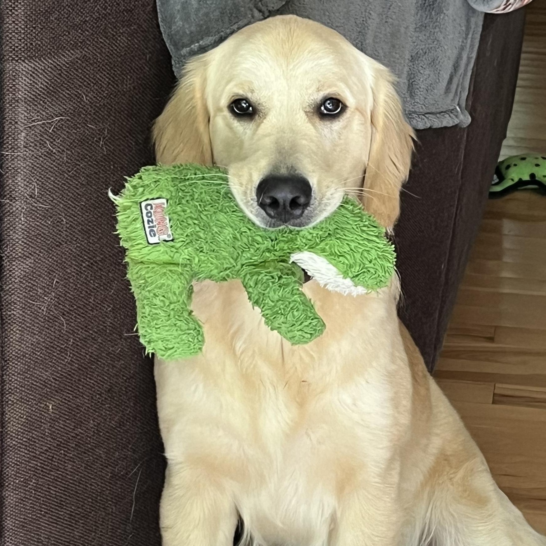 Annabella - In Ct