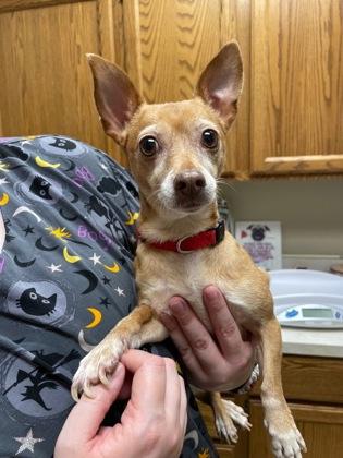Nelly, Adoptable, Adult Female Chihuahua & Mixed Breed.