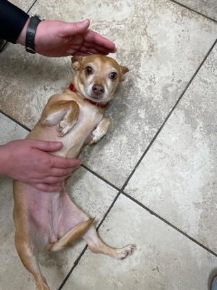 Enlarge Nelly, a Adoptable mixed breed in Wichita, KS image 2/3