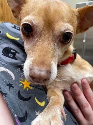 Nelly, a Adoptable mixed breed in Wichita, KS image 3/3