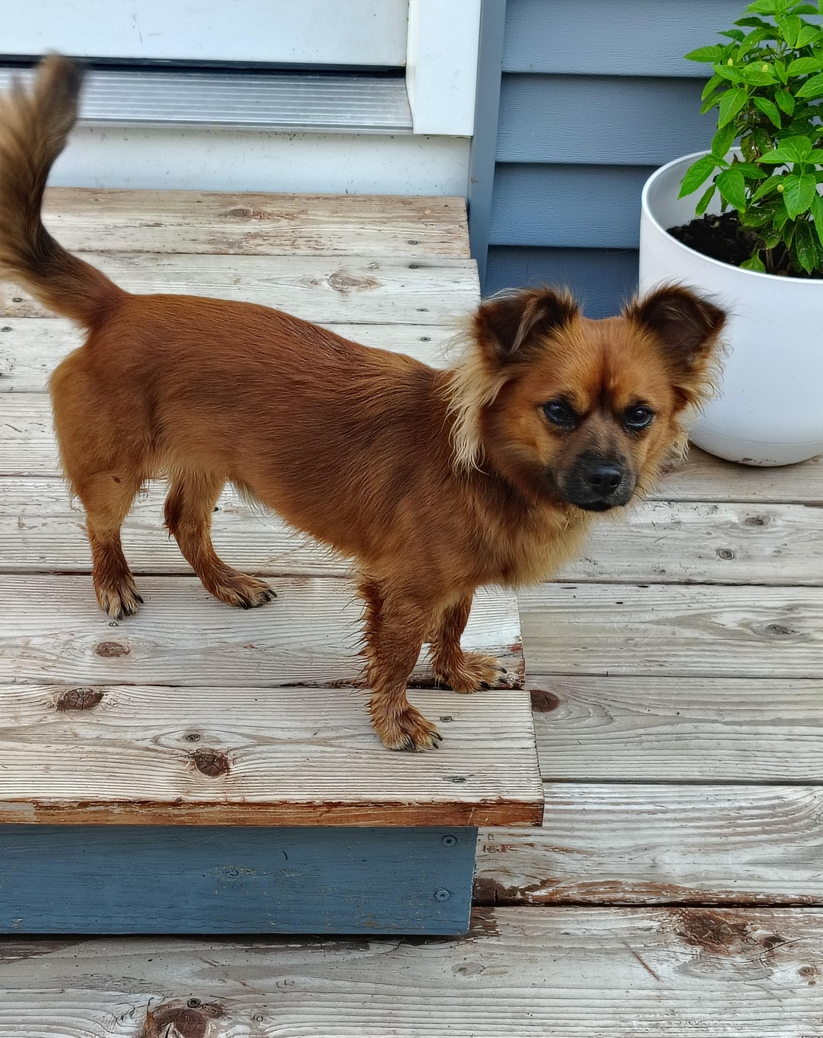 Charlie, ADOPTABLE, Young Male Chihuahua & Dachshund (Long Haired).