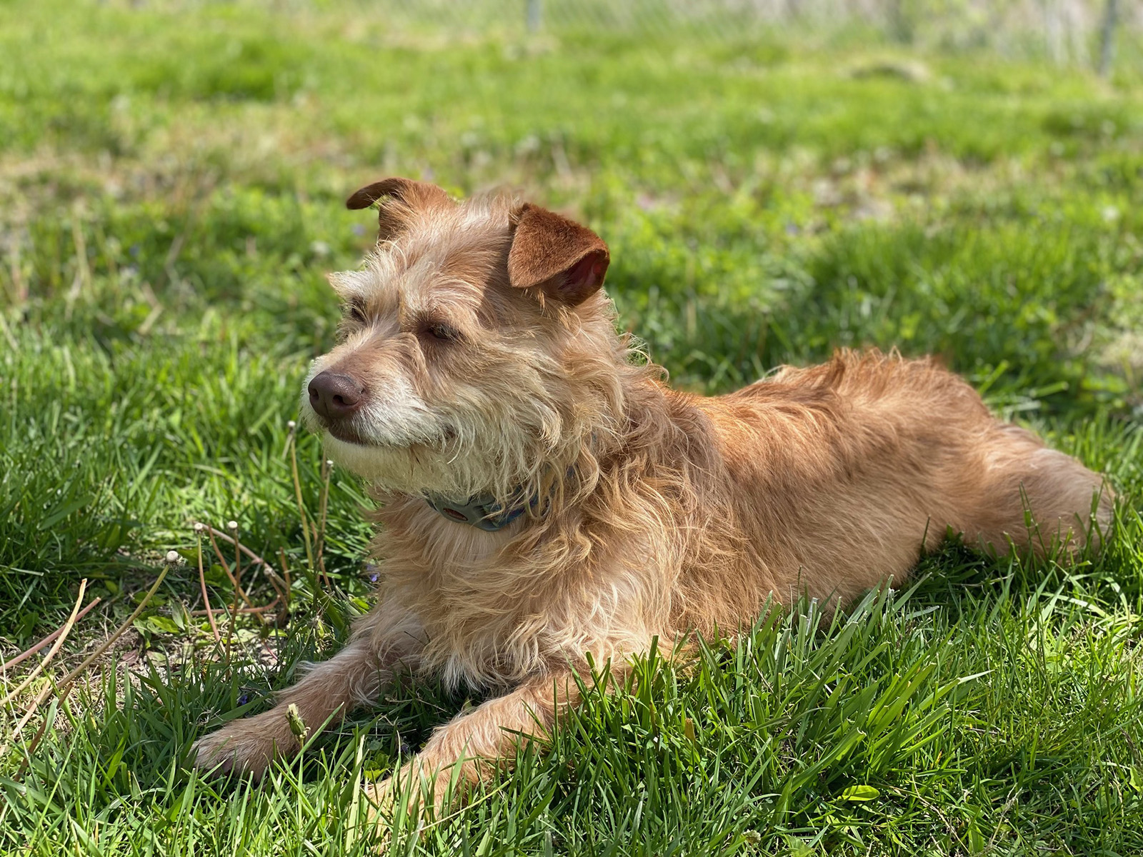 Cassidy, a Adoptable mixed breed in Indianapolis, IN image 3/5