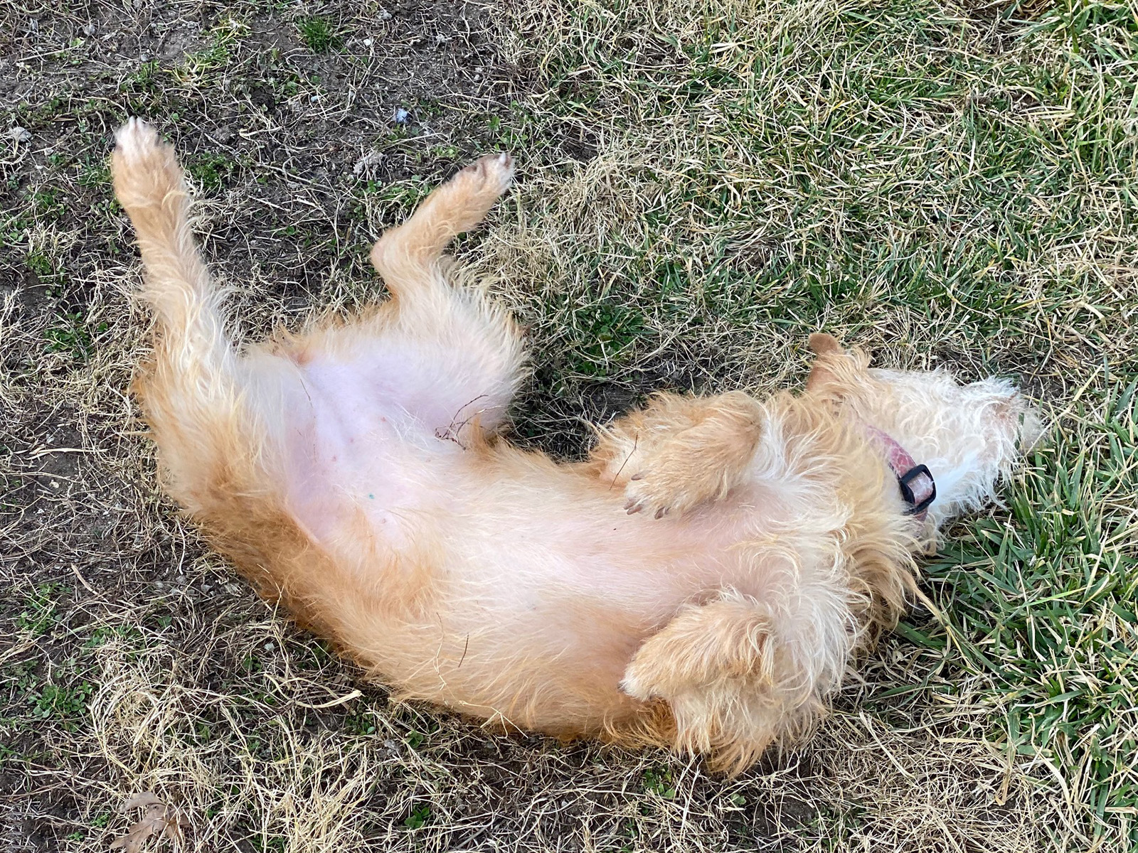 Cassidy, a Adoptable mixed breed in Indianapolis, IN image 2/5