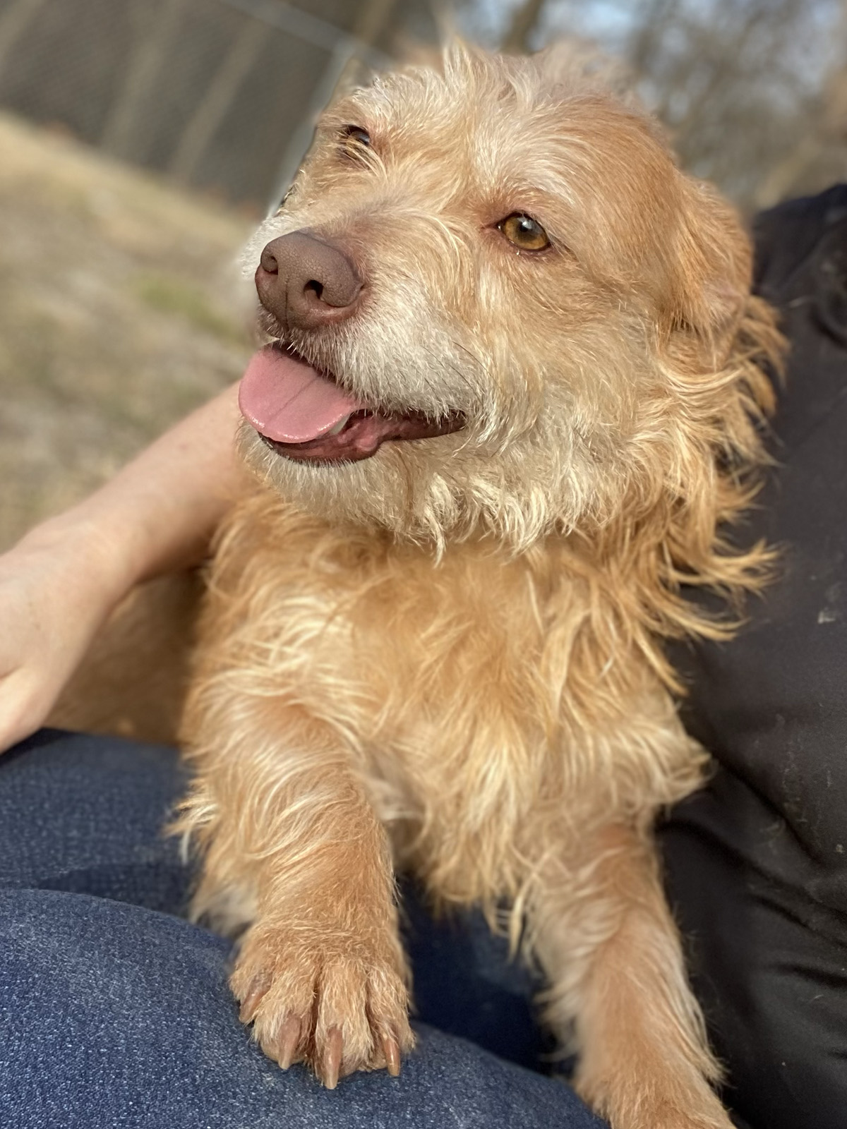 Cassidy, Adoptable, Young Female Norfolk Terrier.