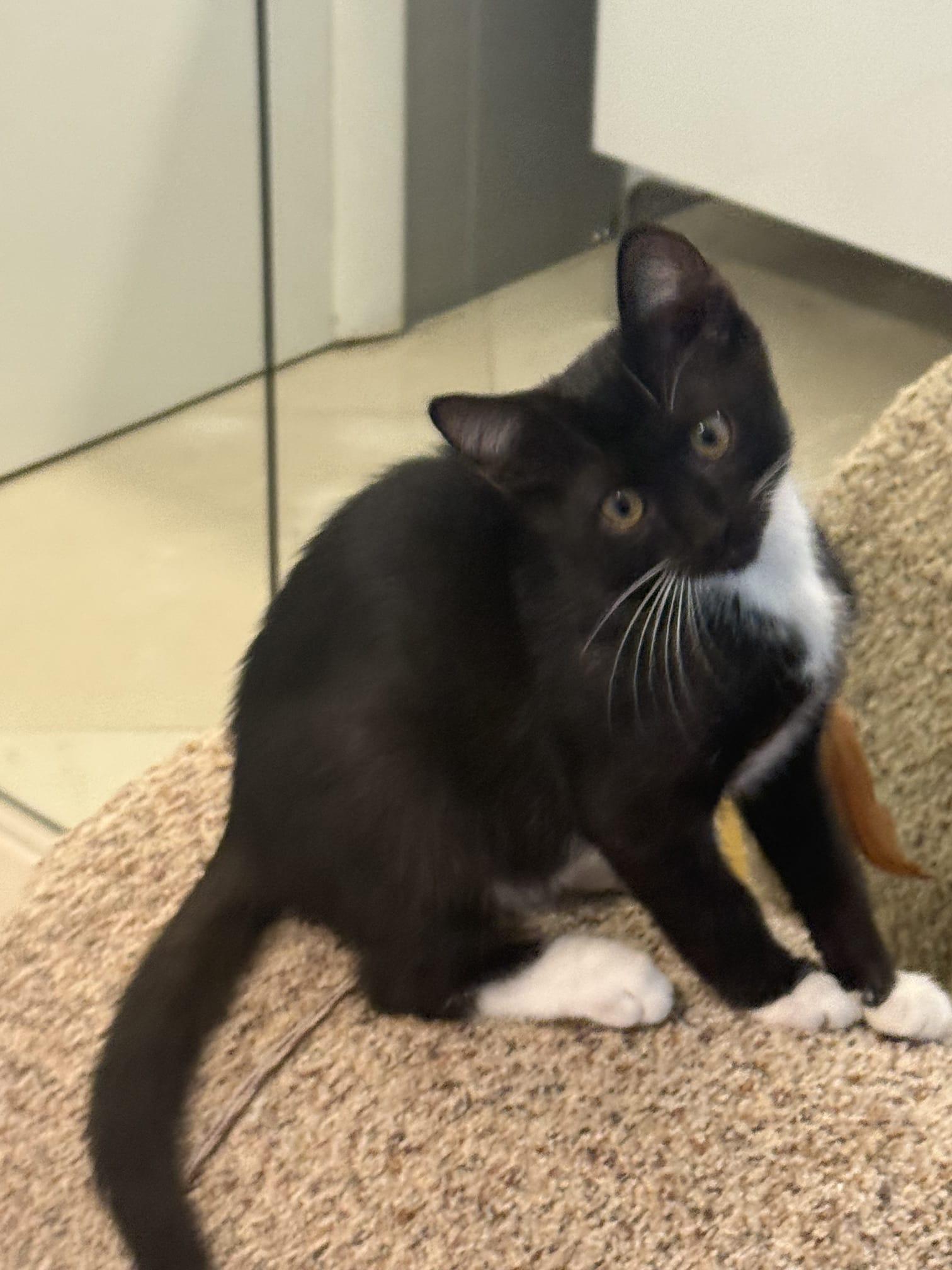 Boots Tuxedo Cat