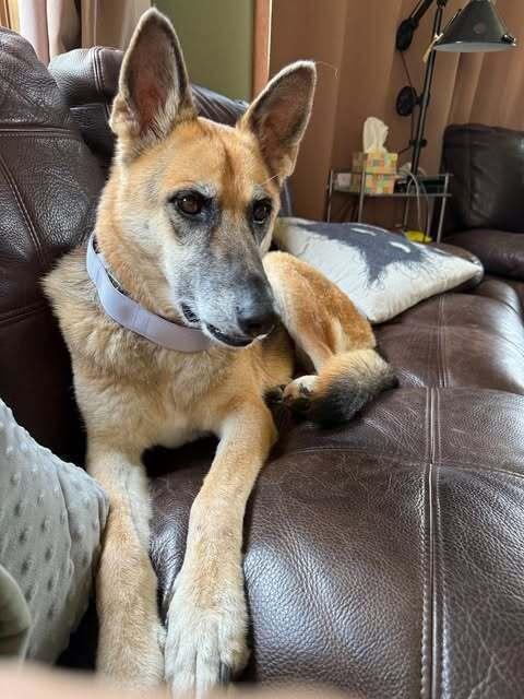 Enlarge Lyra, a Adoptable mixed breed in Fredonia, WI image 1/3