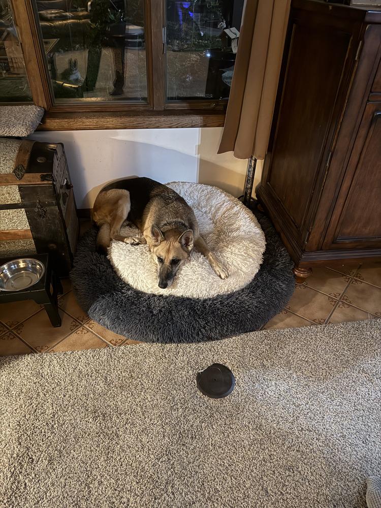 Enlarge Lyra, a Adoptable mixed breed in Fredonia, WI image 2/3