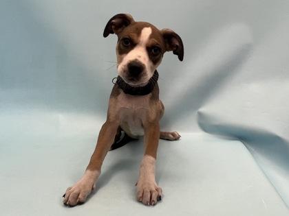 Waldo, Adoptable, Puppy Female Pit Bull Terrier & Mixed Breed.