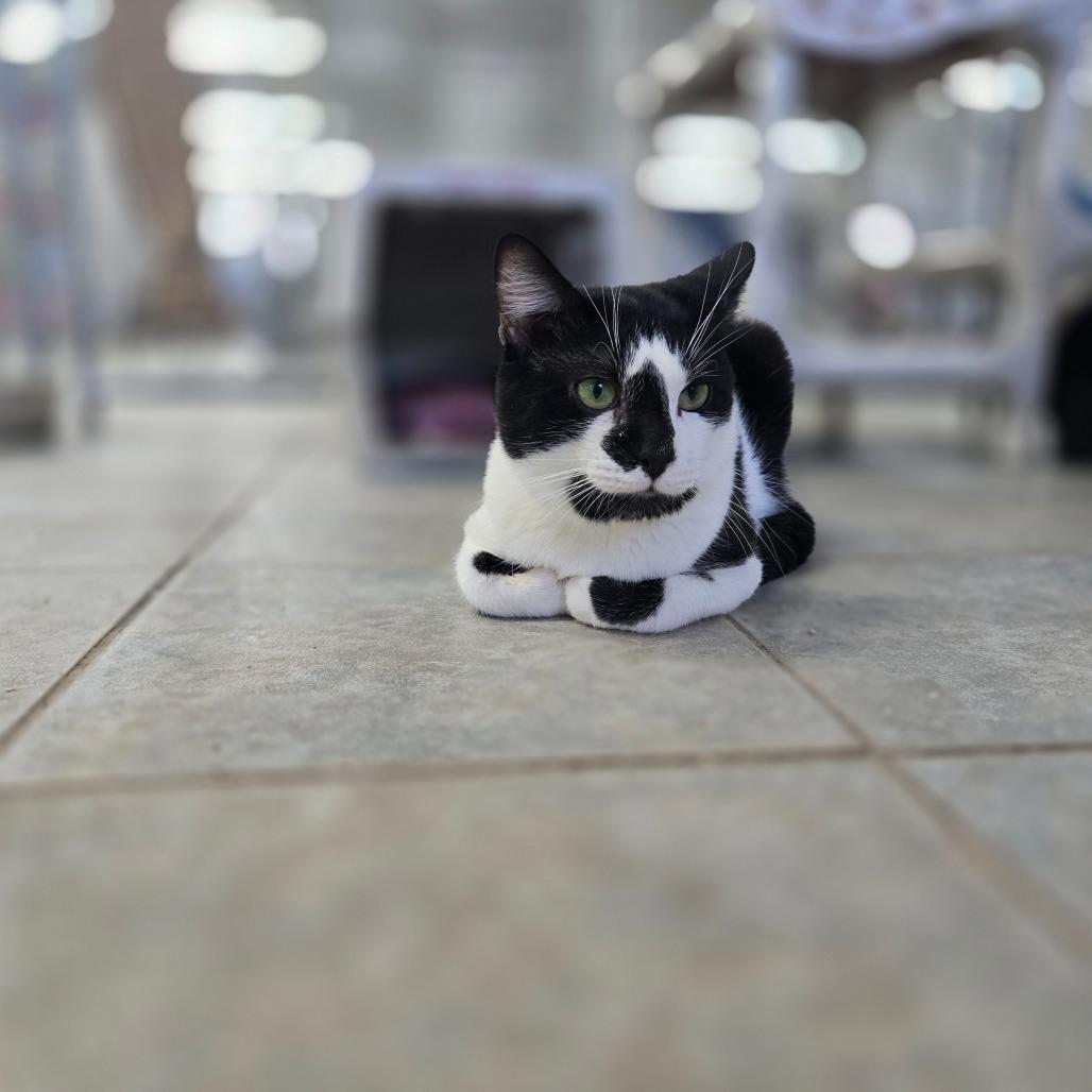 Boomer, a Adoptable Domestic Short Hair in East Smithfield , PA image 1/6
