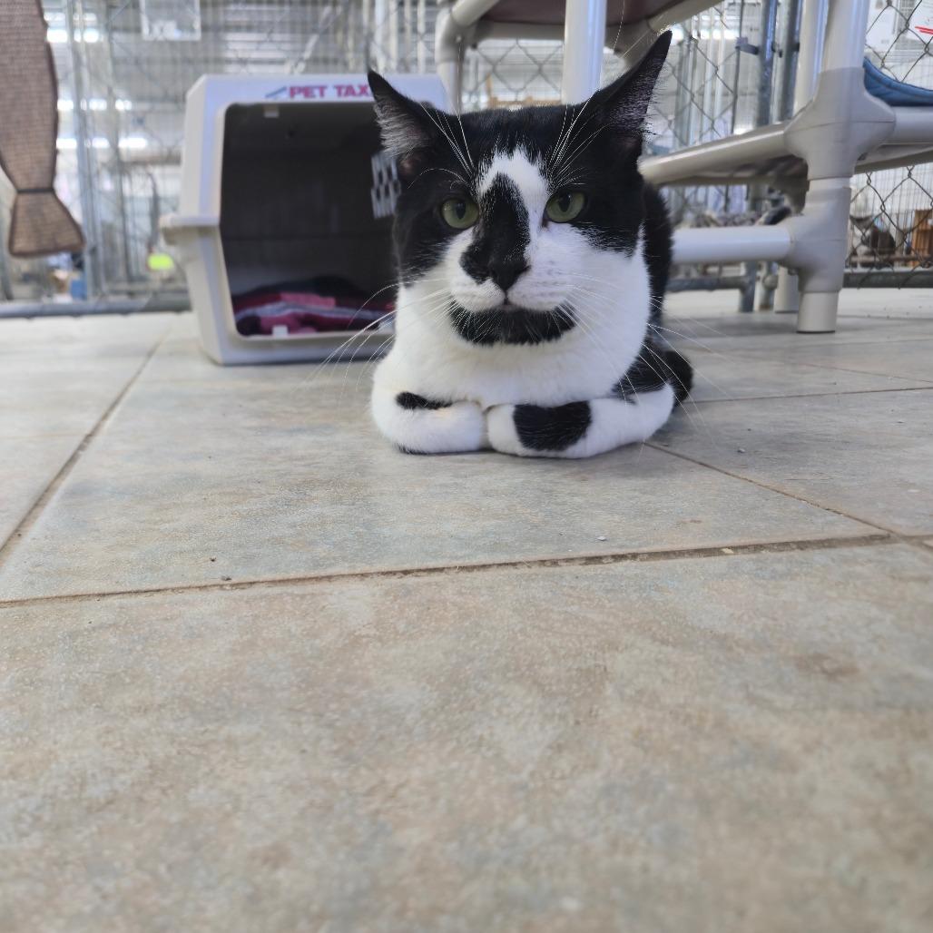 Boomer, a Adoptable Domestic Short Hair in East Smithfield , PA image 2/6