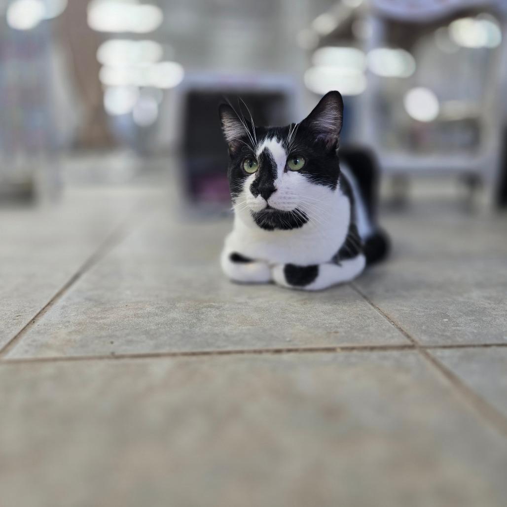 Boomer, a Adoptable Domestic Short Hair in East Smithfield , PA image 3/6