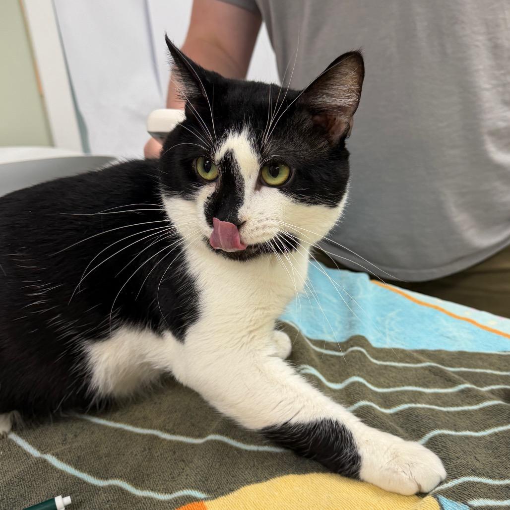 Boomer, a Adoptable Domestic Short Hair in East Smithfield , PA image 4/6