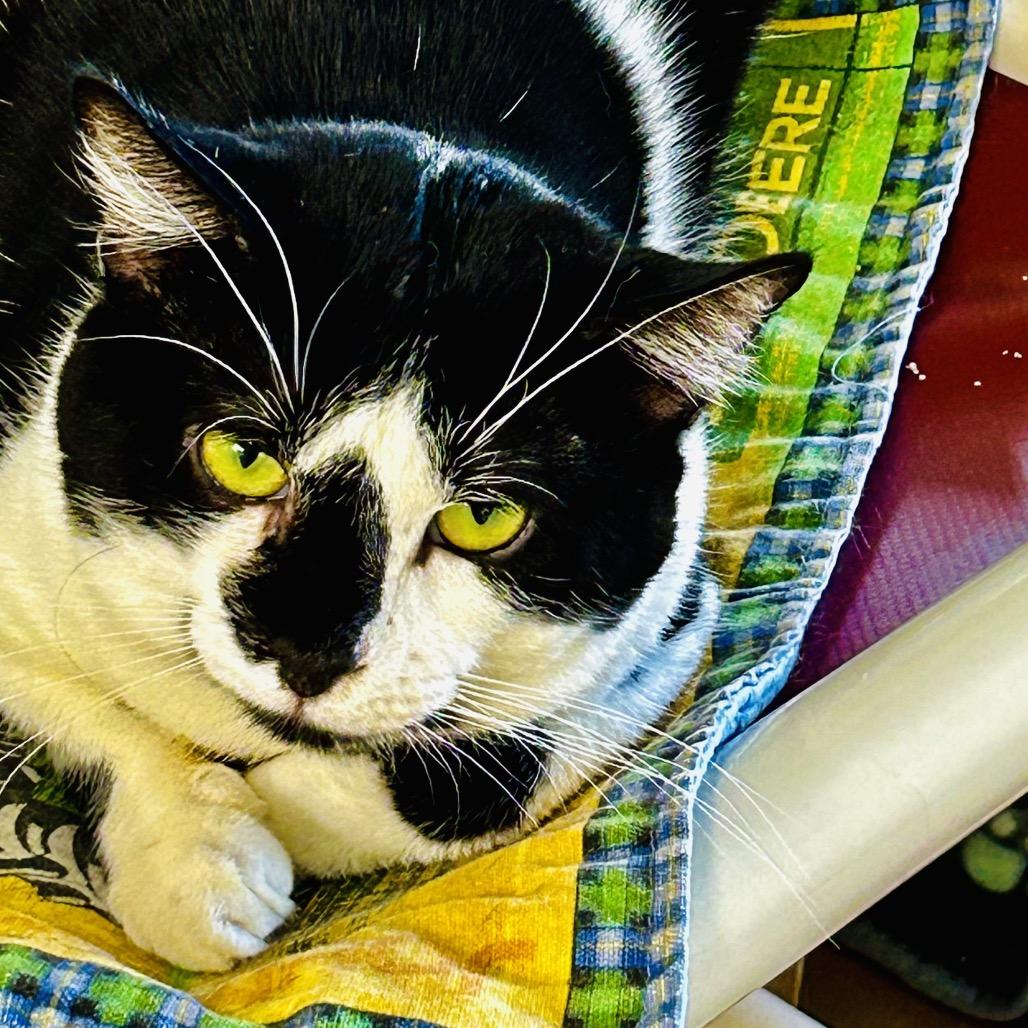 Boomer, a Adoptable Domestic Short Hair in East Smithfield , PA image 5/6