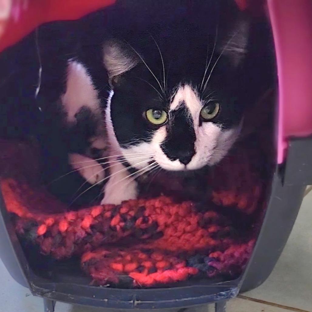 Boomer, a Adoptable Domestic Short Hair in East Smithfield , PA image 6/6