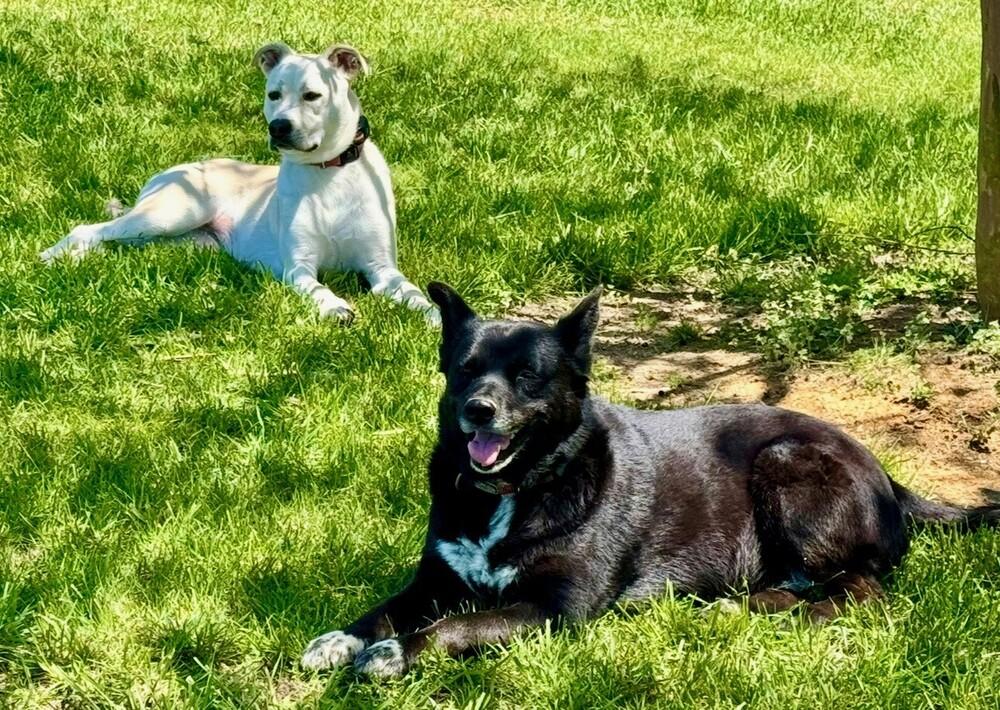 Prancer, Adoptable, Young Female Labrador Retriever & Pit Bull Terrier.