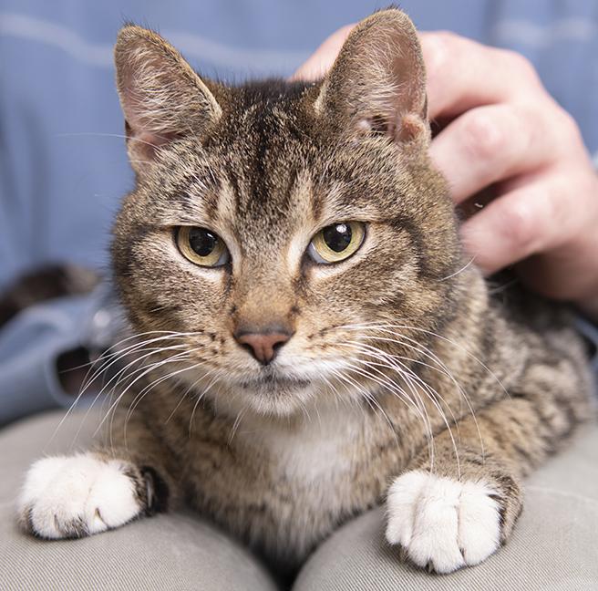 Enlarge Shires, a ADOPTABLE Domestic Short Hair in Chicago, IL image 4/5