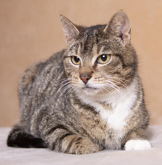 Enlarge Shires, a ADOPTABLE Domestic Short Hair in Chicago, IL image 3/5