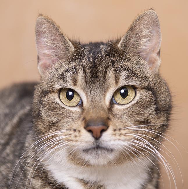 Shires, ADOPTABLE, Adult Female Domestic Short Hair.