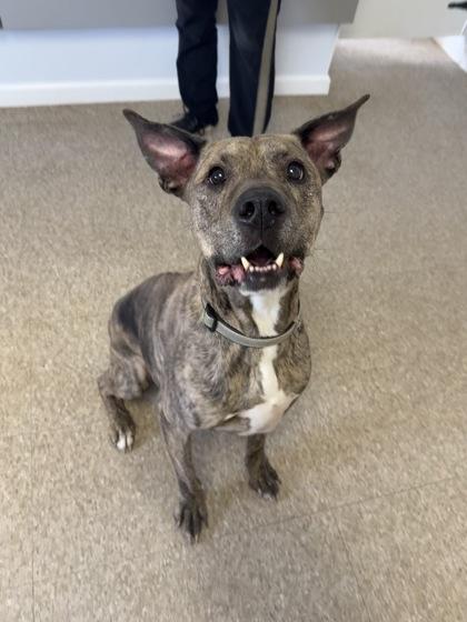 Enlarge Stanlee, a Adoptable mixed breed in St. Anne, IL image 1/3