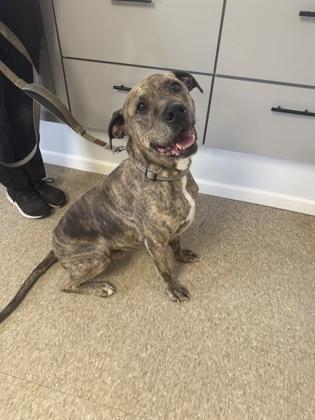 Enlarge Stanlee, a Adoptable mixed breed in St. Anne, IL image 2/3