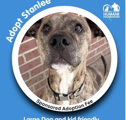 Enlarge Stanlee, a Adoptable mixed breed in St. Anne, IL image 2/3