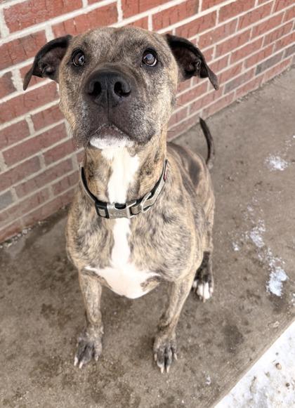 Enlarge Stanlee, a Adoptable mixed breed in St. Anne, IL image 3/3