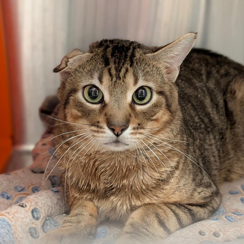 Enlarge Nubs, a Adoptable mixed breed in Houston, TX image 1/4