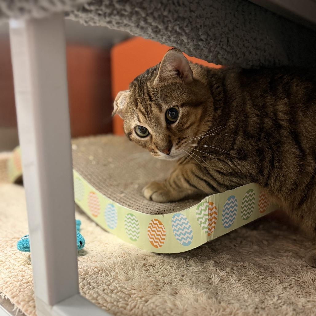 Enlarge Nubs, a Adoptable mixed breed in Houston, TX image 2/6