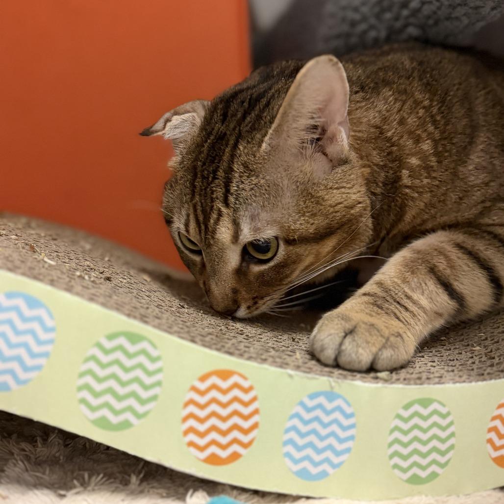 Enlarge Nubs, a Adoptable mixed breed in Houston, TX image 3/6