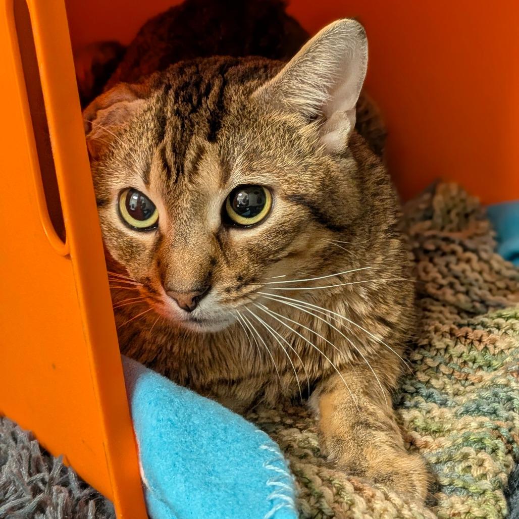 Enlarge Nubs, a Adoptable mixed breed in Houston, TX image 2/4