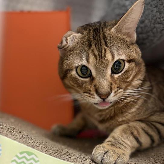 Enlarge Nubs, a Adoptable mixed breed in Houston, TX image 5/6