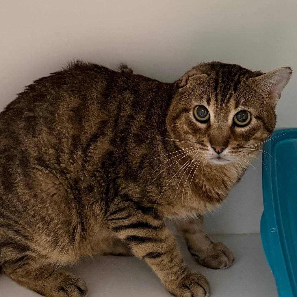 Enlarge Nubs, a Adoptable mixed breed in Houston, TX image 4/4