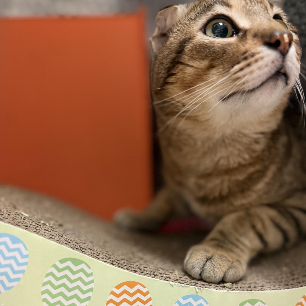 Enlarge Nubs, a Adoptable mixed breed in Houston, TX image 6/6