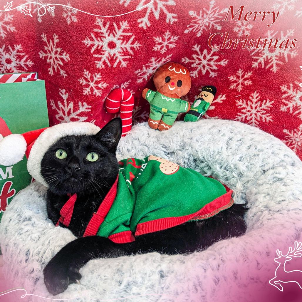 Buster, ADOPTABLE, Young Female Domestic Short Hair.