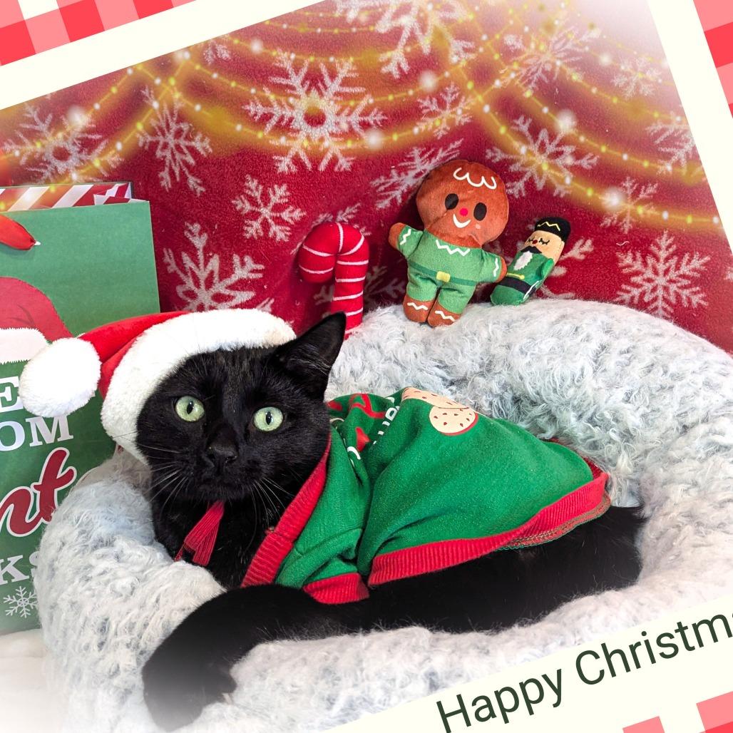 Enlarge Buster, a ADOPTABLE Domestic Short Hair in Fenton, MI image 2/2