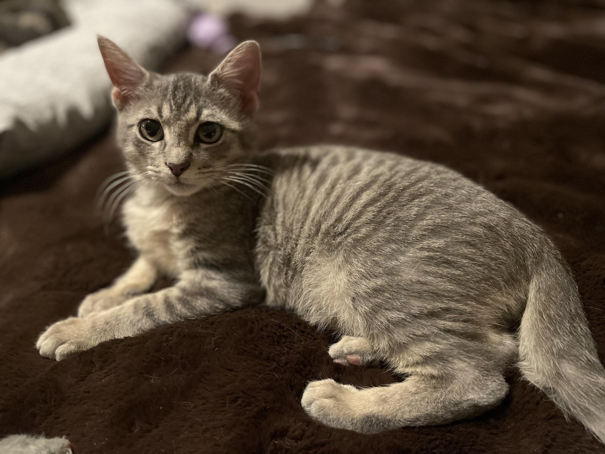 Smokey, a Adoptable Tabby in Houston, TX image 4/4