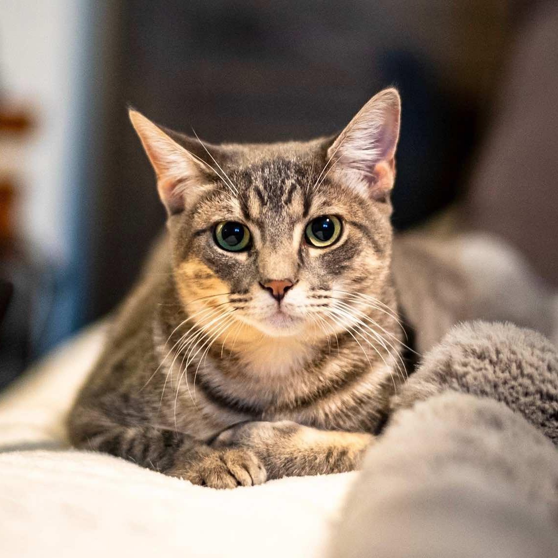 Smokey, a Adoptable Tabby in Houston, TX image 2/4